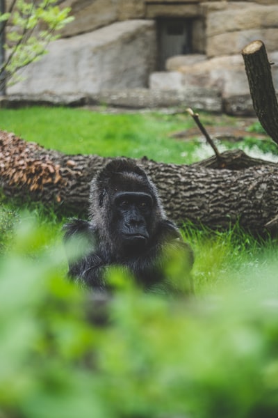 黑色猩猩背后绿色灌木丛附近的树干在白天
